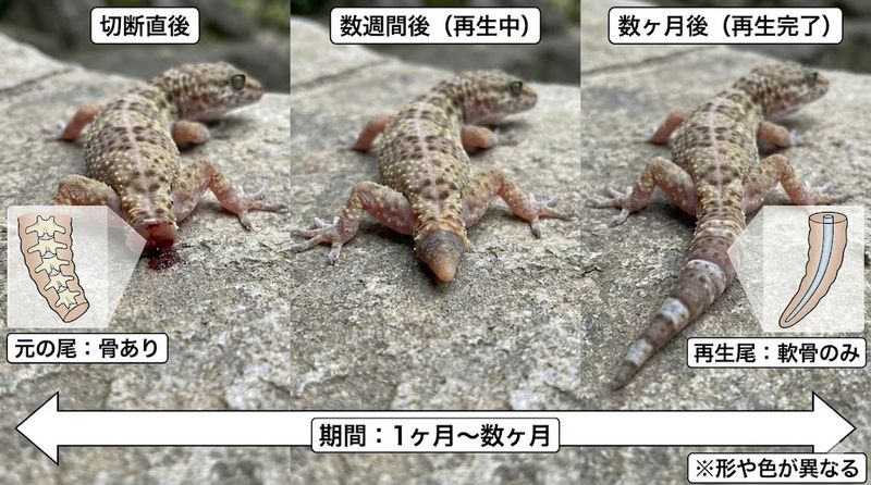 2.ヤモリの尻尾は再生する?かかる期間と過程
